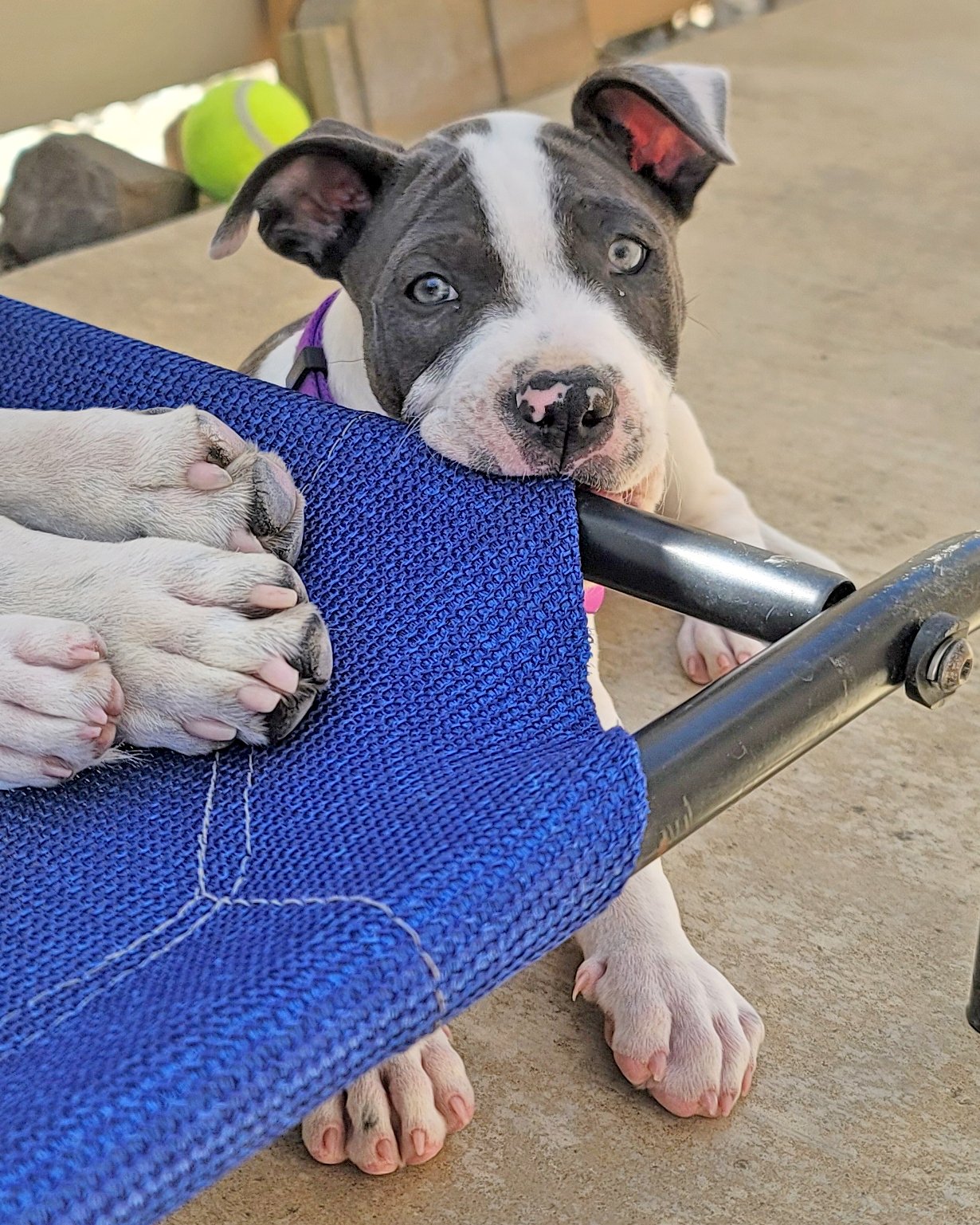 adoptable Dog in Corona, CA named Savannah