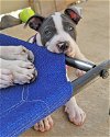 adoptable Dog in corona, CA named Savannah