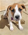 adoptable Dog in corona, CA named Honey