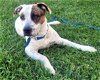 adoptable Dog in corona, CA named June