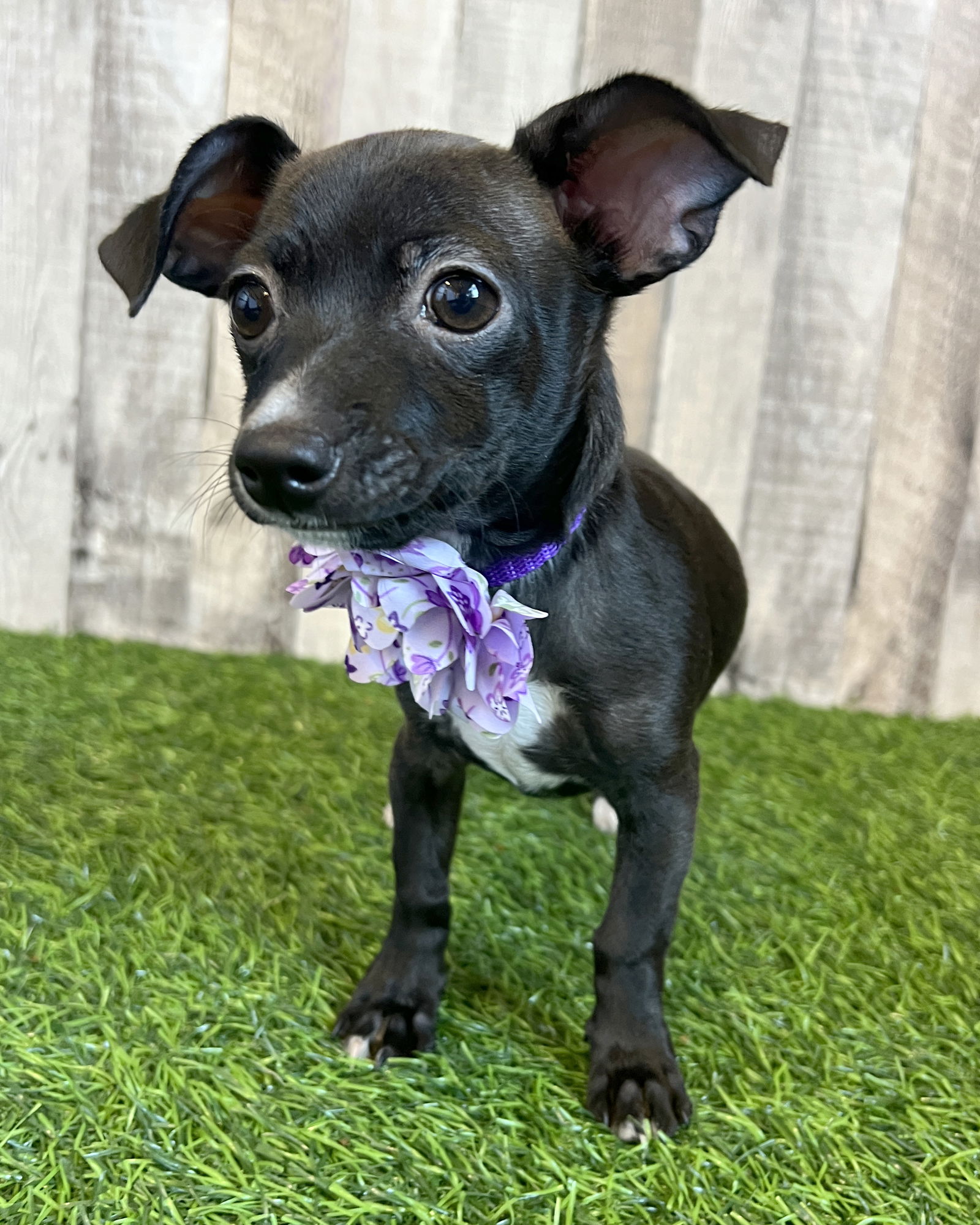 adoptable Dog in Corona, CA named Hunnie