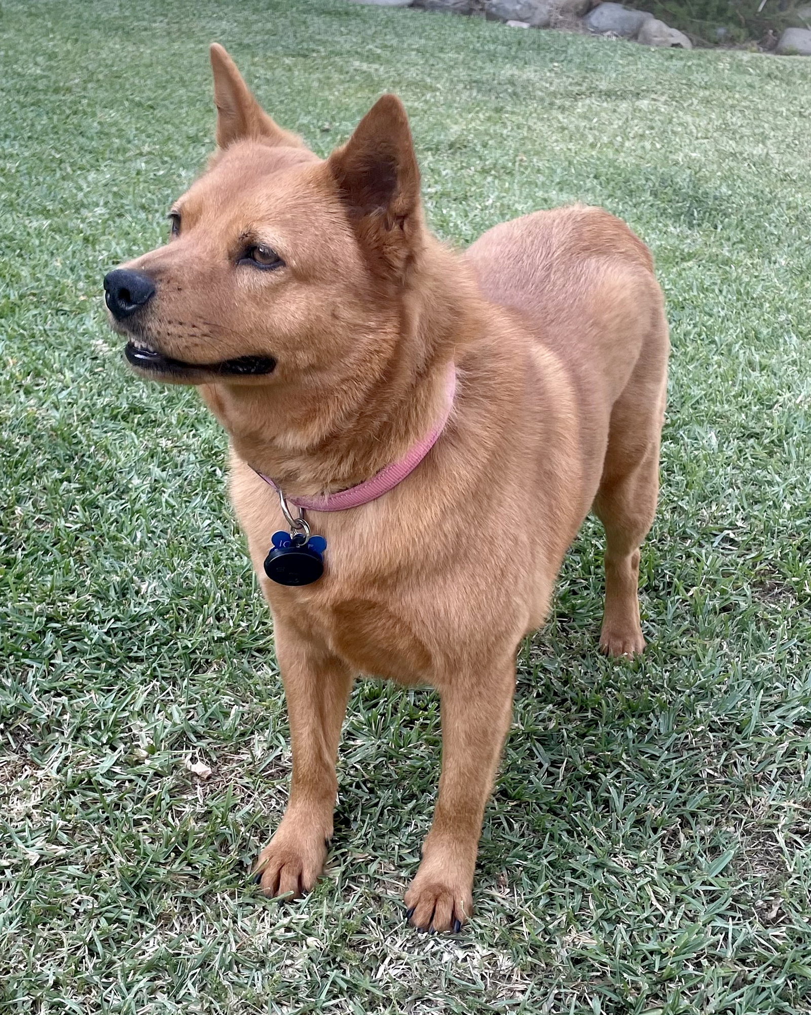 Ginger Image