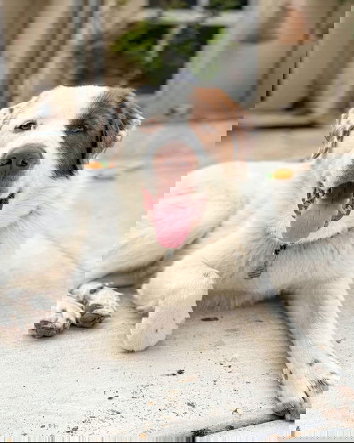 picture of the dog needing adoption
