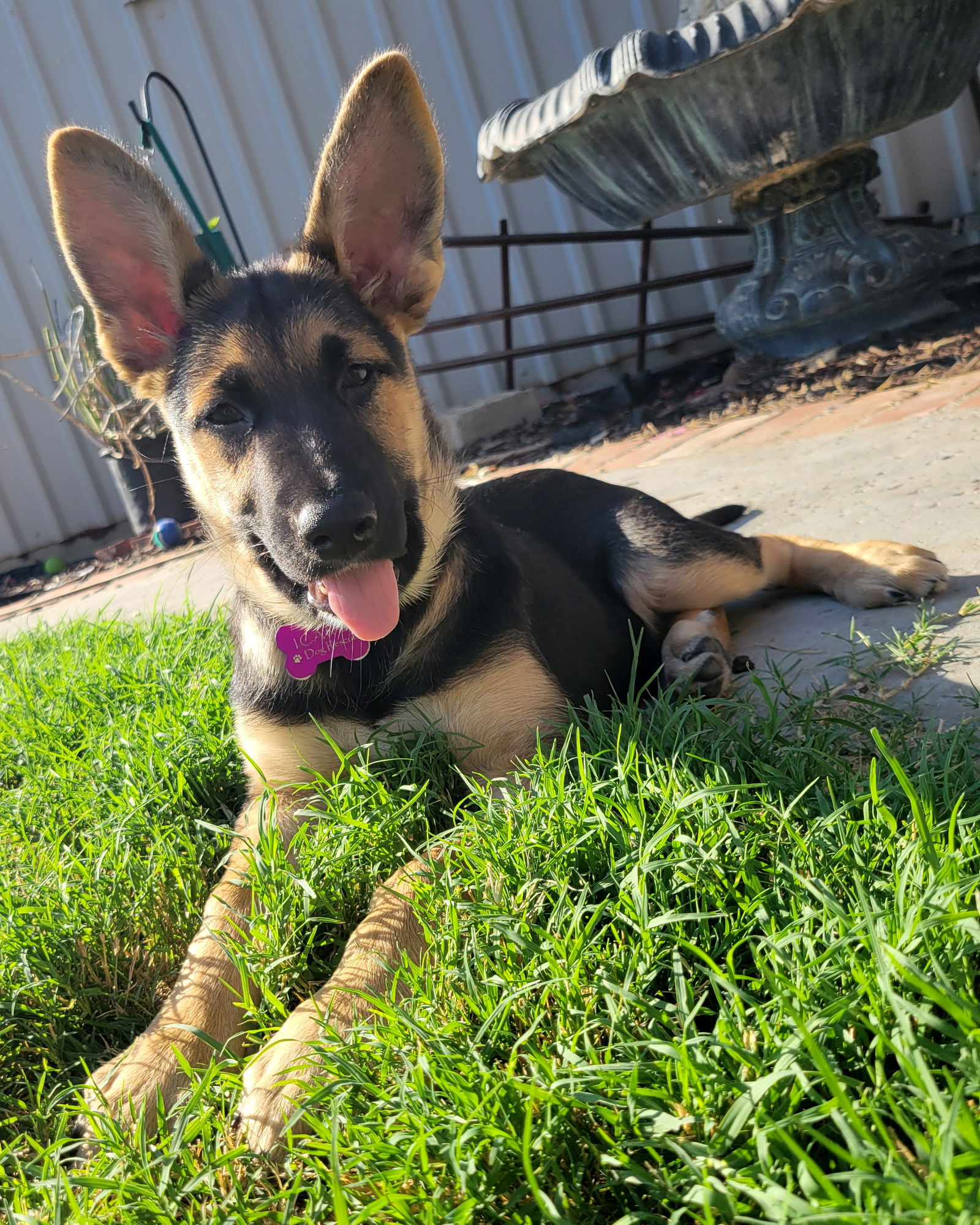 adoptable Dog in Corona, CA named Amor