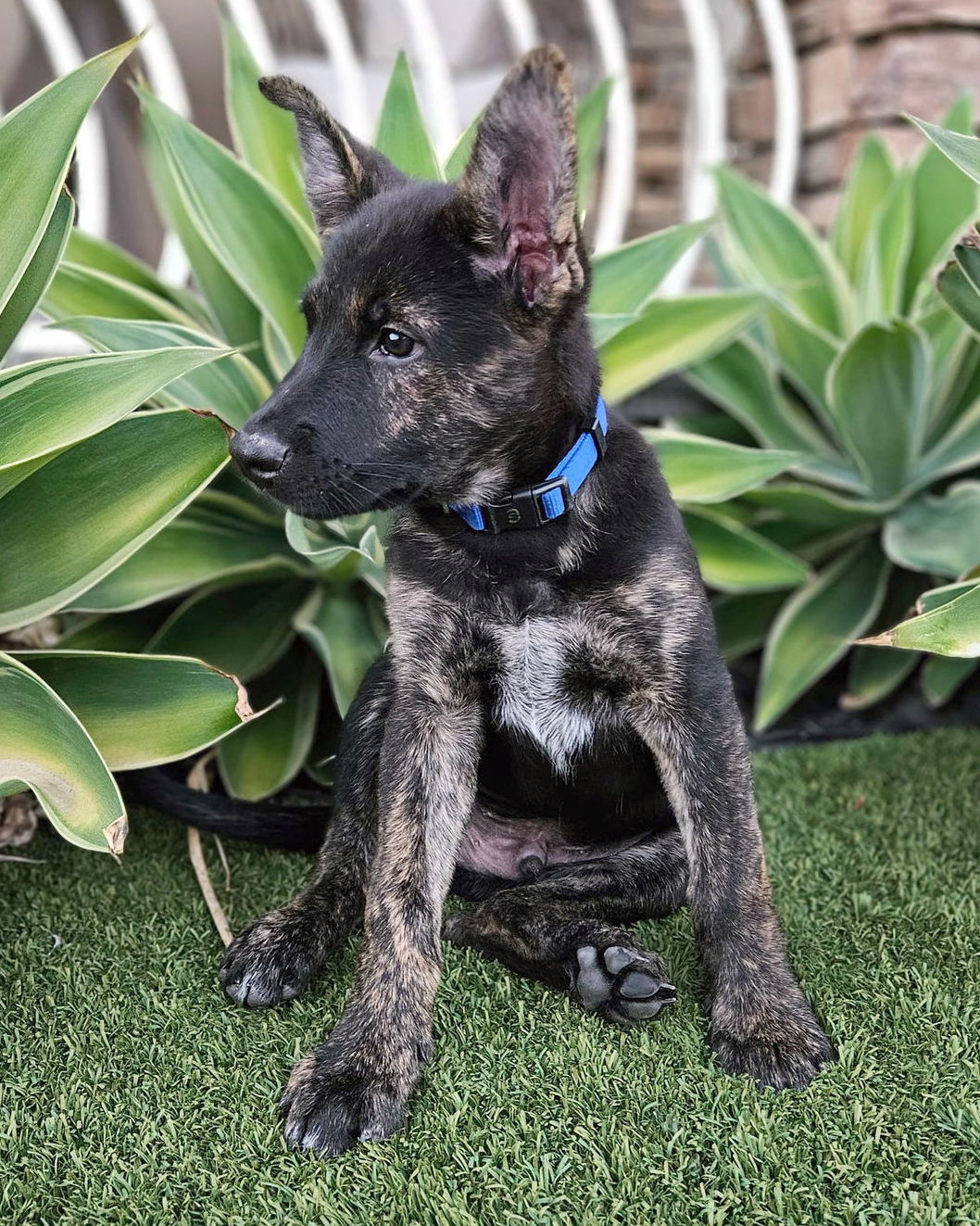 adoptable Dog in Corona, CA named Hank