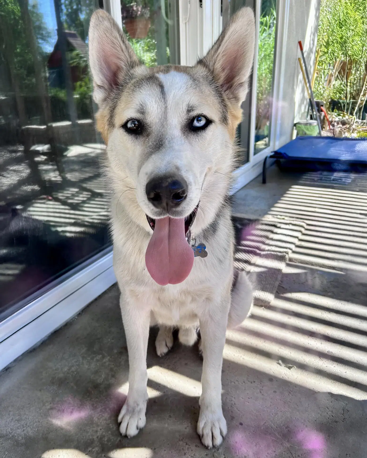 Bandit image 2