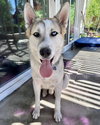 Bandit - Photo 2