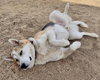 Bandit - Photo 3