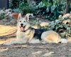 Bandit - Photo 6
