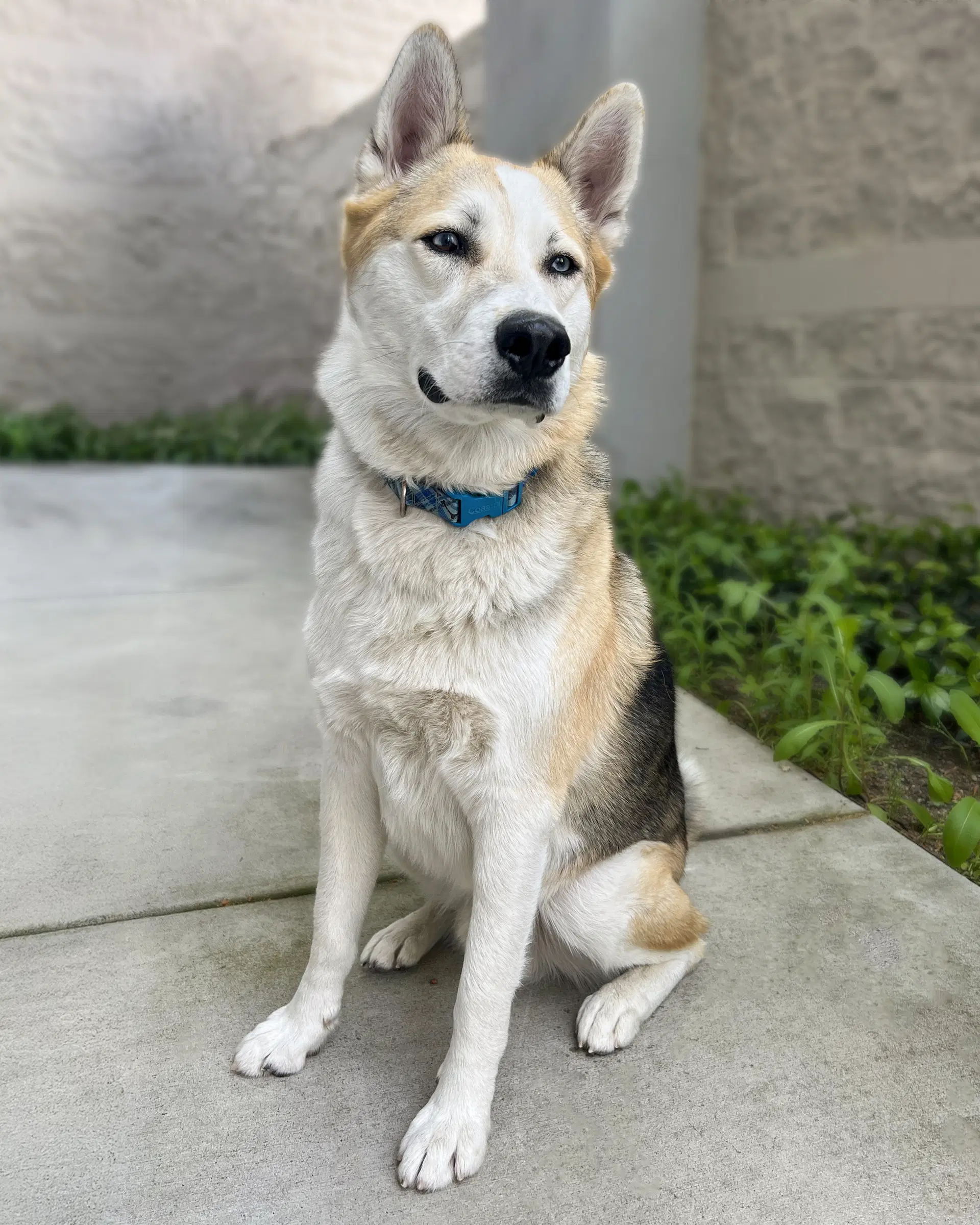 Bandit - Husky