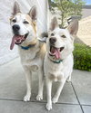 Bandit - Photo 5