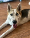 Bandit - Photo 12