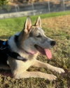 Bandit - Photo 13