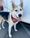 Bandit - Photo 15