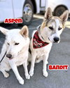 Bandit - Photo 9