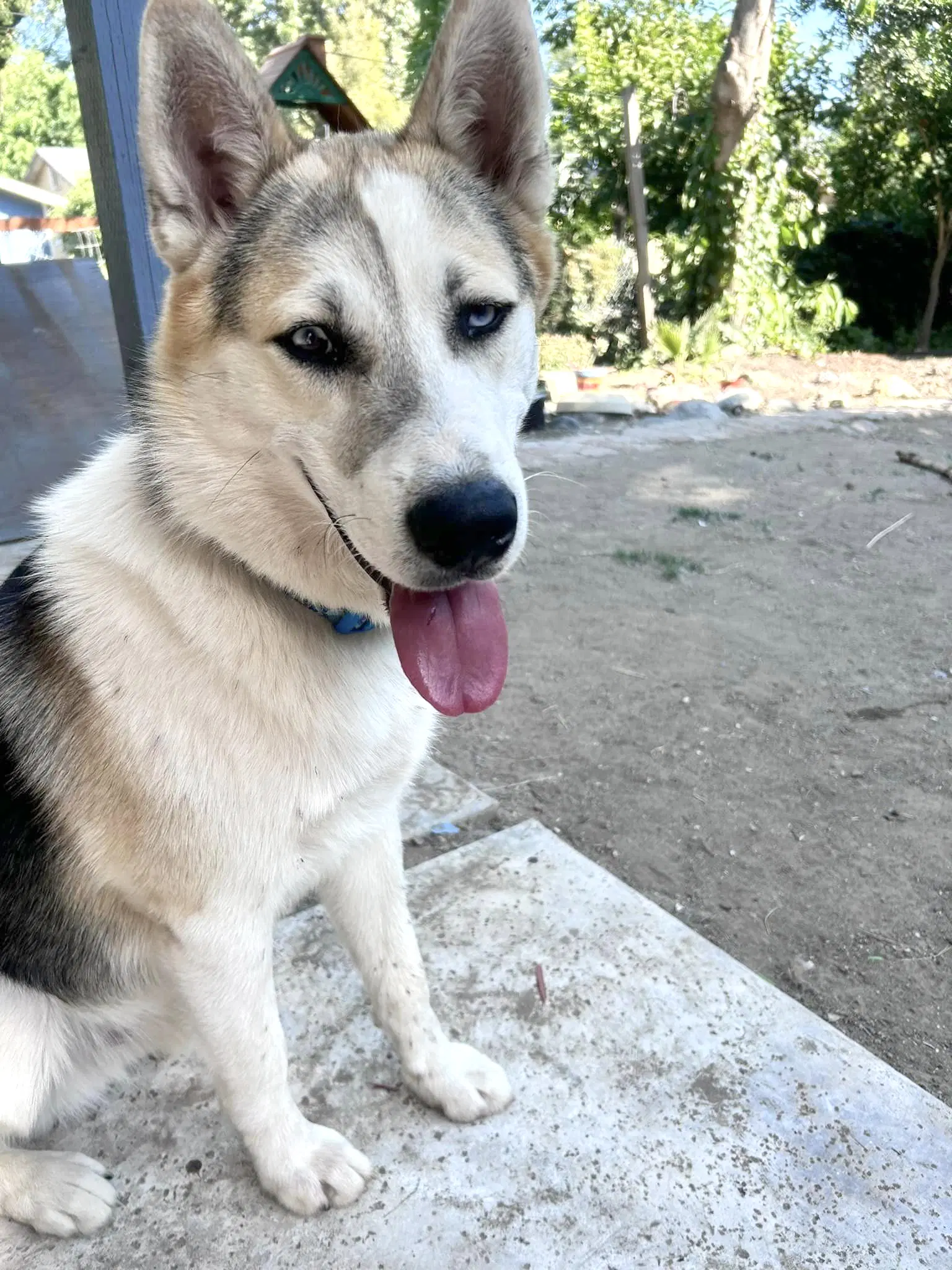 Bandit image 4