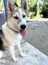 Bandit - Photo 4