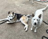 Bandit - Photo 11