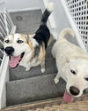 Bandit - Photo 10