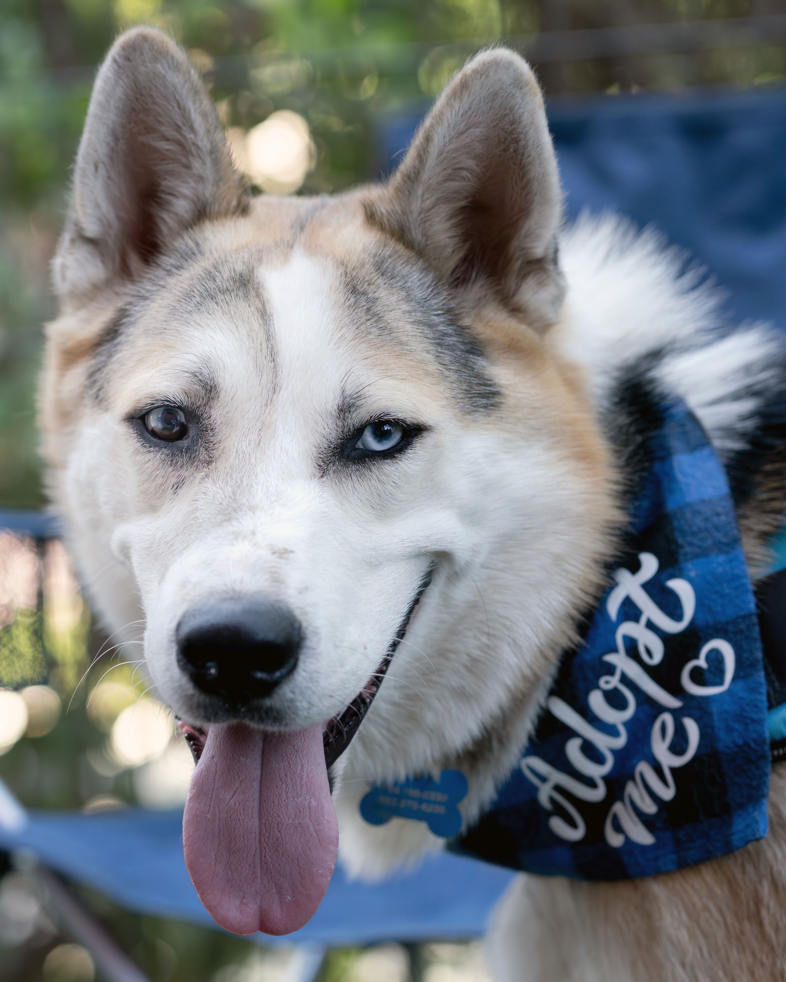 adoptable Dog in Corona, CA named Bandit