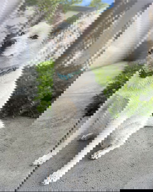 picture of the dog needing adoption
