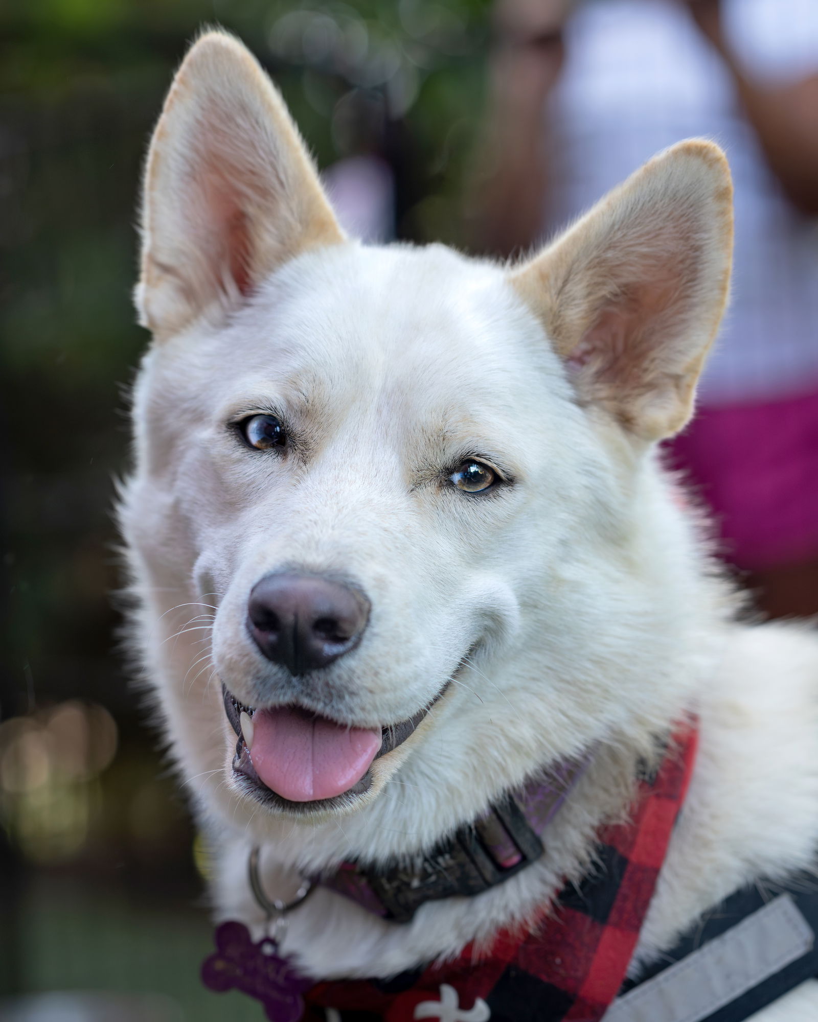 adoptable Dog in Corona, CA named Aspen