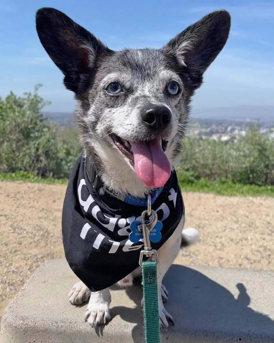 Calvin - Chihuahua