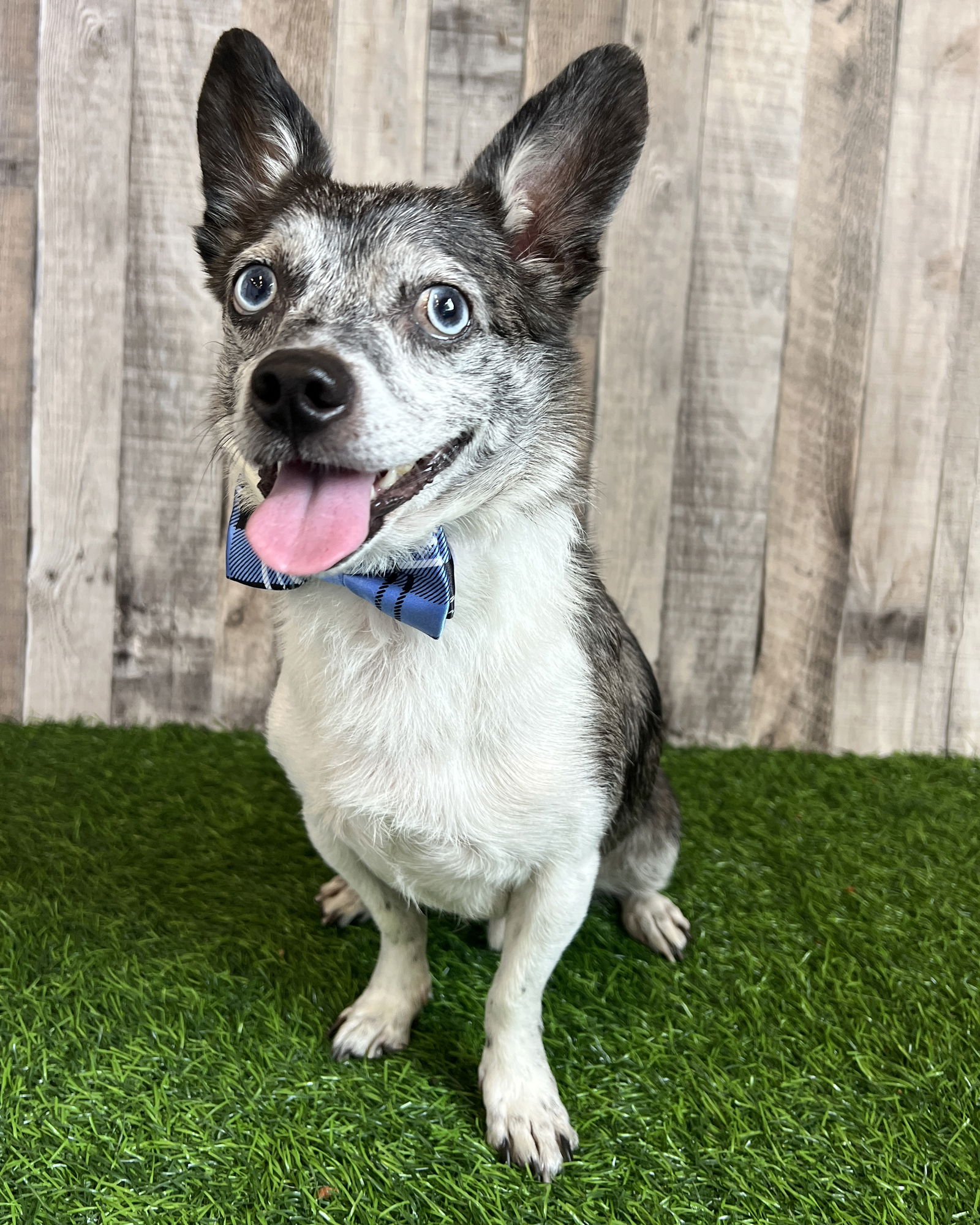 adoptable Dog in Corona, CA named Calvin