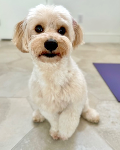 Mylo photo 2