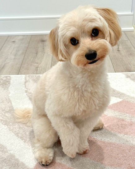 Mylo
