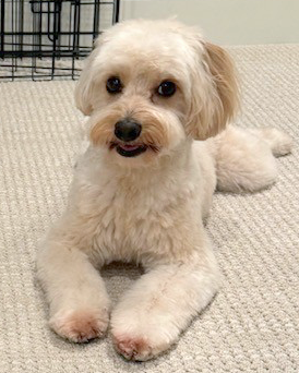 Mylo photo 4