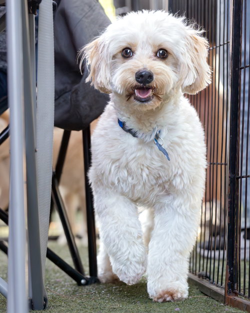 Mylo photo 3