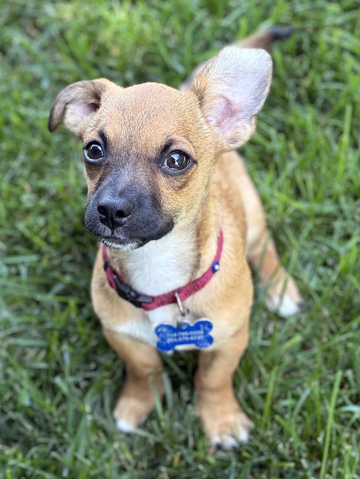 adoptable Dog in Corona, CA named Rudy