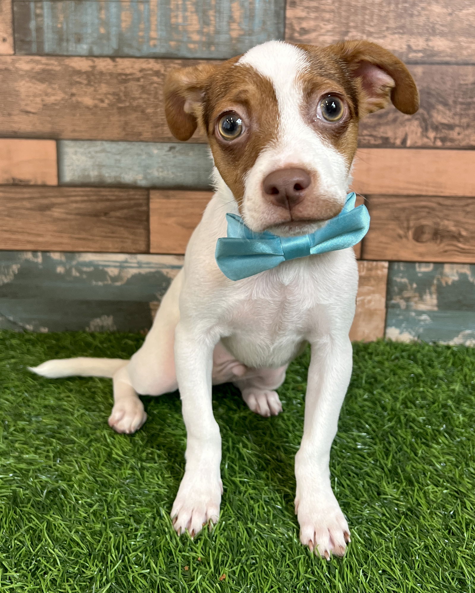 adoptable Dog in Corona, CA named Baxter