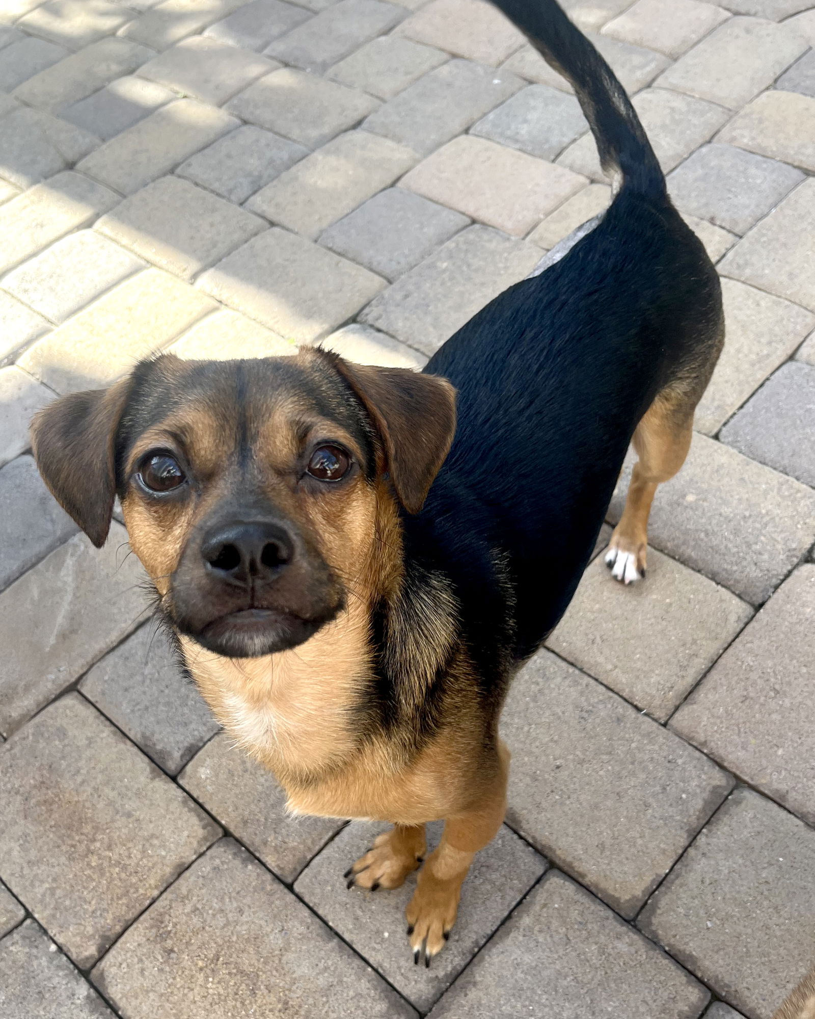 adoptable Dog in Corona, CA named Benson