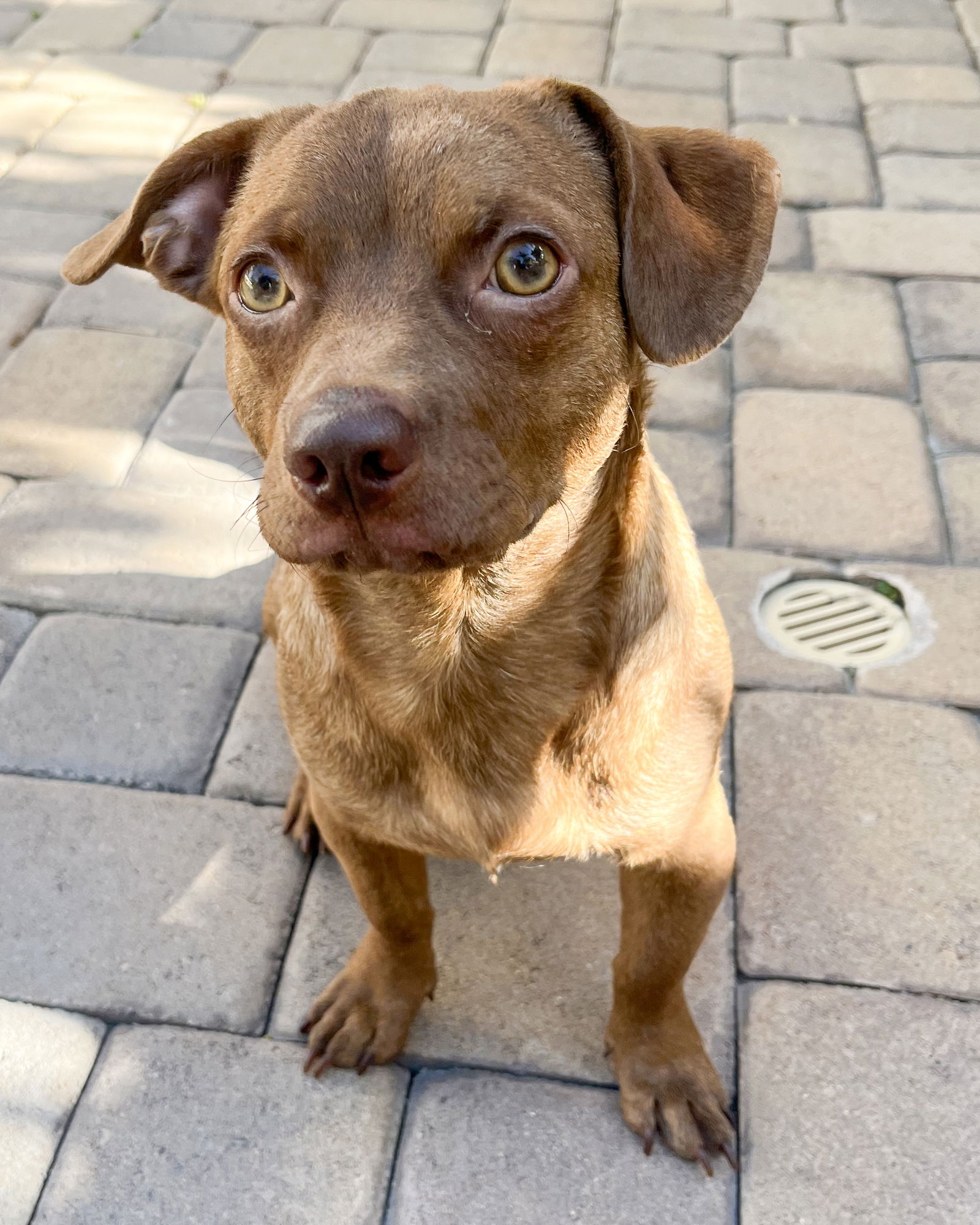 adoptable Dog in Corona, CA named Bubbles