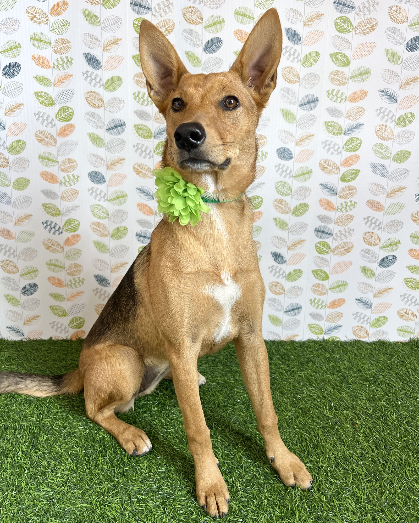 adoptable Dog in Corona, CA named Honey Bun