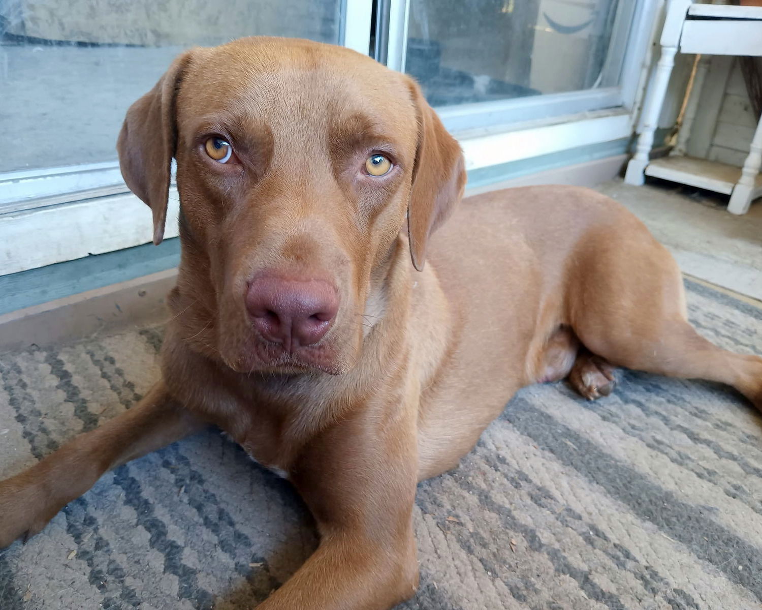 adoptable Dog in Corona, CA named Guy