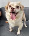 adoptable Dog in Corona, CA named Starla