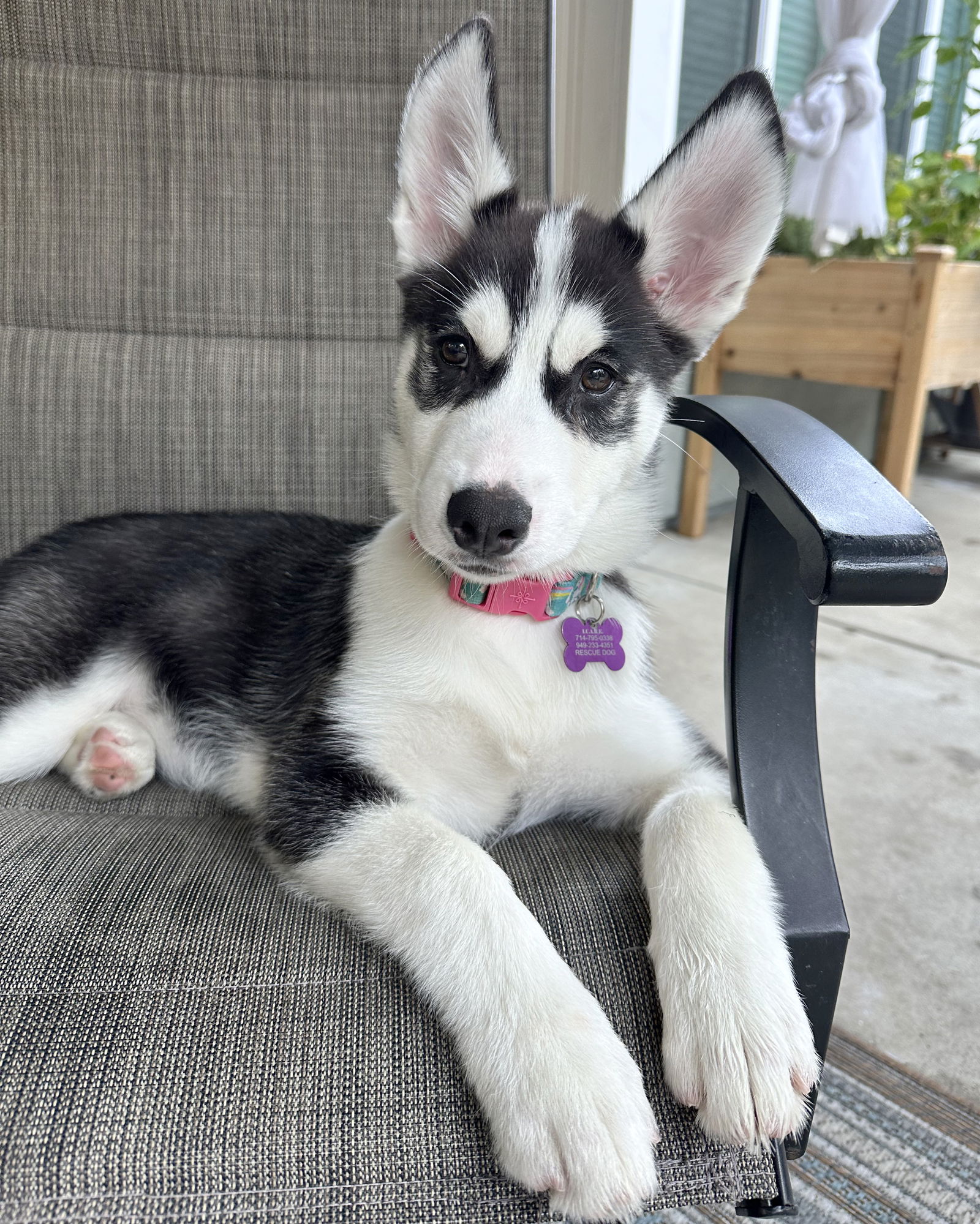 adoptable Dog in Corona, CA named Calliope