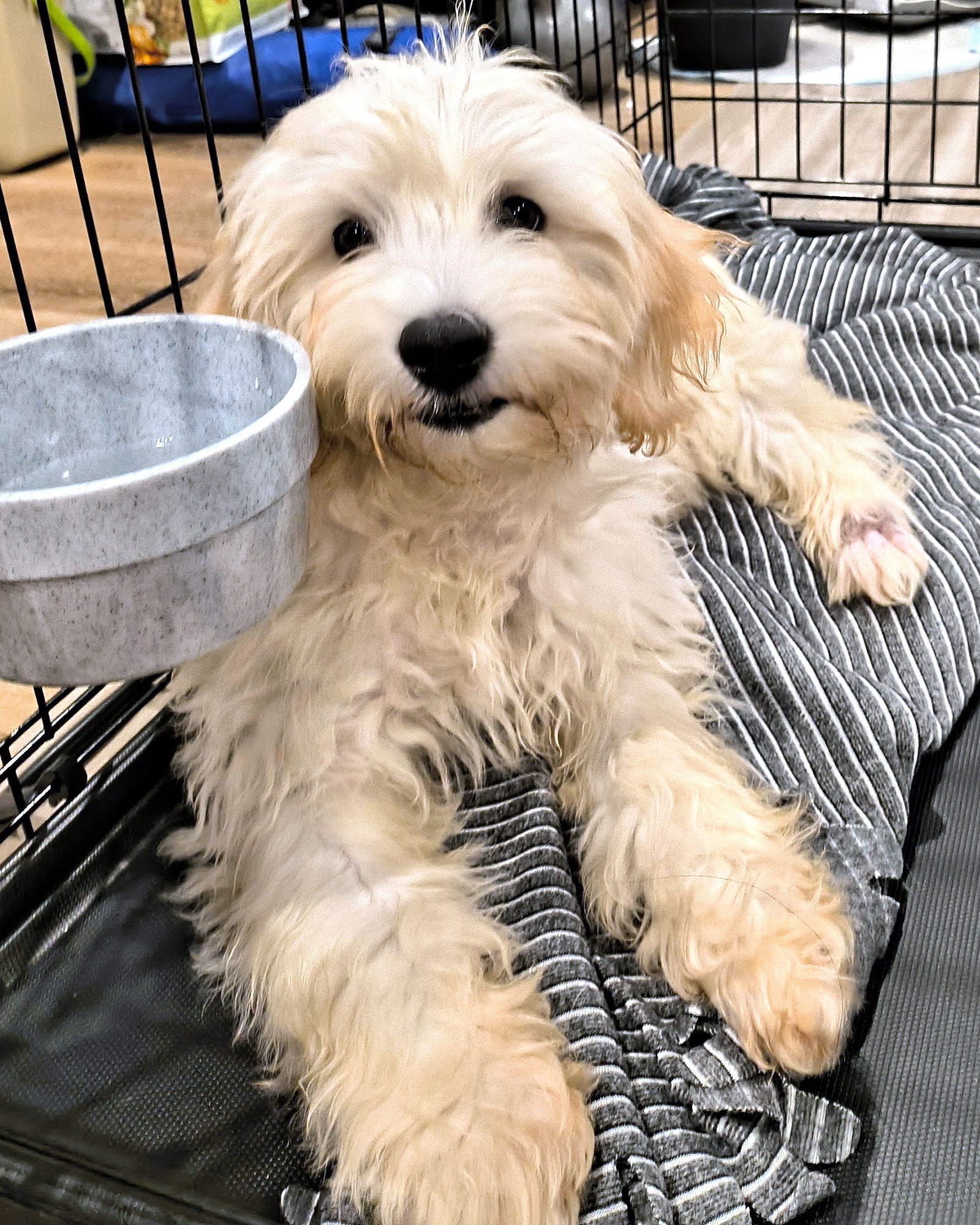 adoptable Dog in Corona, CA named Brioche