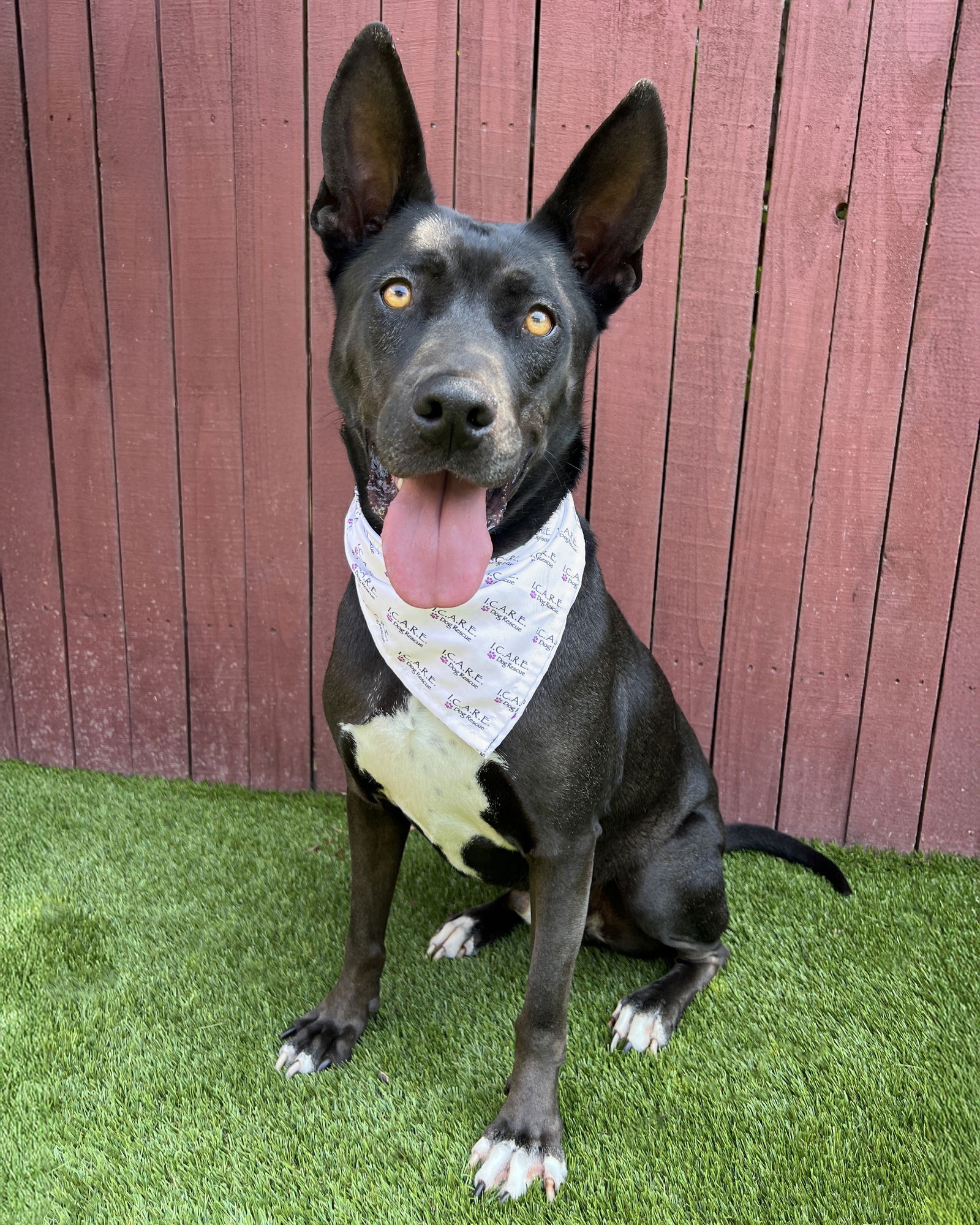 adoptable Dog in Corona, CA named Luffy