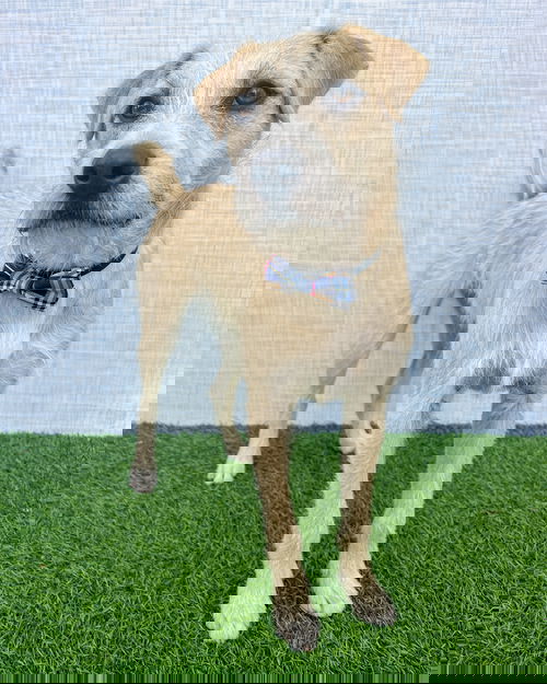 picture of the dog needing adoption