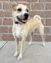Luka - Photo 4