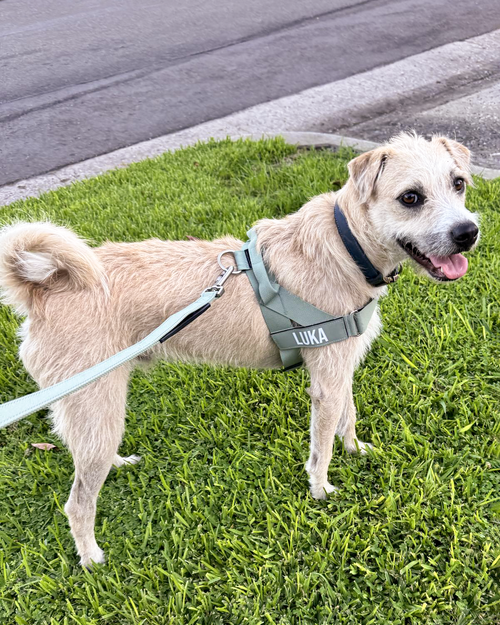 LUKA - Shar Pei / American Staffordshire Terrier available for adoption