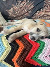 Luka - Photo 16