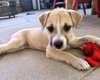 Luka - Photo 15