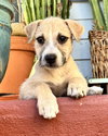Luka - Photo 14