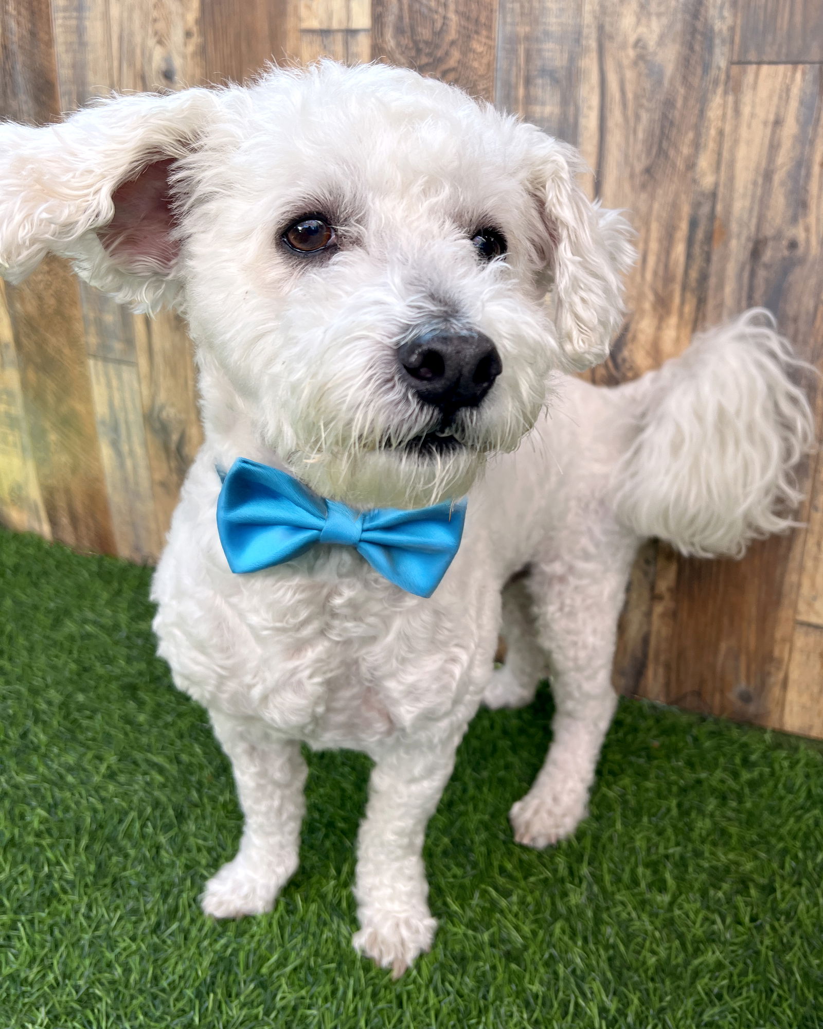 adoptable Dog in Corona, CA named Teddy
