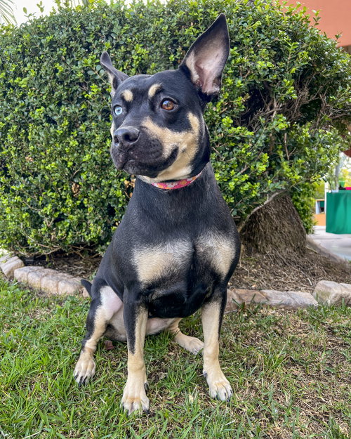 ROYAL - Australian Kelpie available for adoption